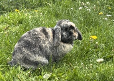 One of our bunnies